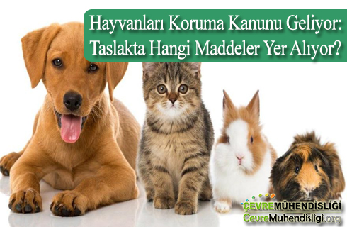 Hayvanları Koruma Kanunu Geliyor: Taslakta Hangi Maddeler Yer Alıyor?