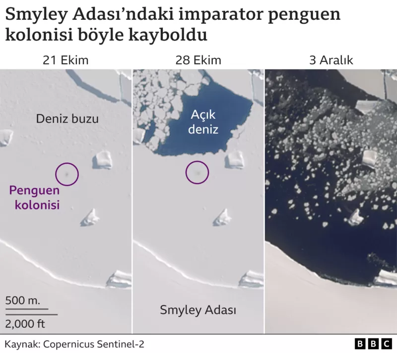 penguenler 1