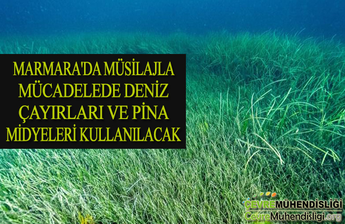 marmara da musilajla mucadele