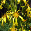 Ligularia-sibirica_s