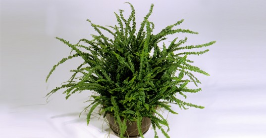 fern-for-indoor-air-purific-537x280