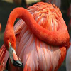 flamingo09