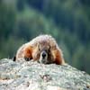 marmot